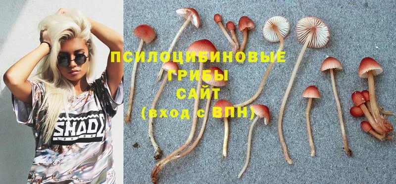 купить наркотики сайты  Алексеевка  Галлюциногенные грибы Cubensis 